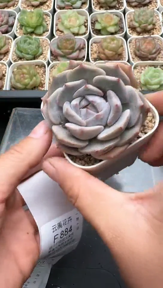 883F云禹多肉植物 默认脱土纸巾打包 3颗包邮