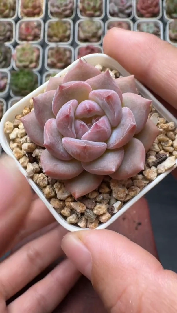 005S带盆土发 当场拍3颗以上包柚 多肉植物 一物一拍