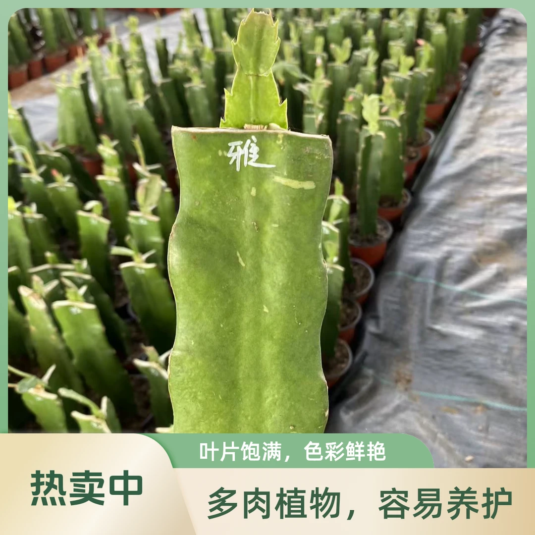 三角火龙果砧木嫁接大花重瓣进口蟹爪兰桑吉塔蟹爪兰