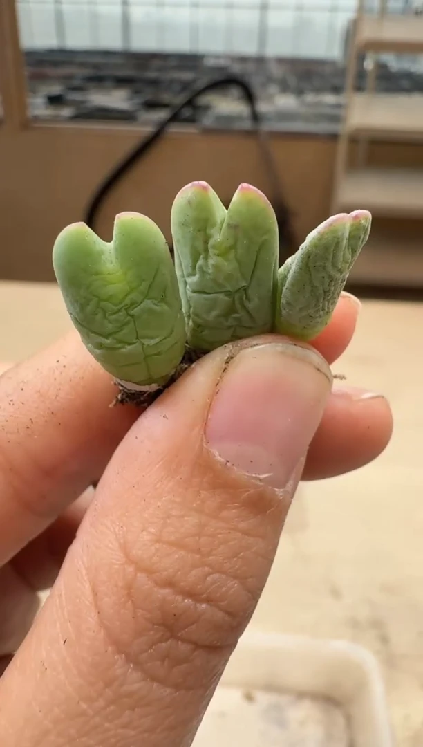 20-38多肉植物肉锥