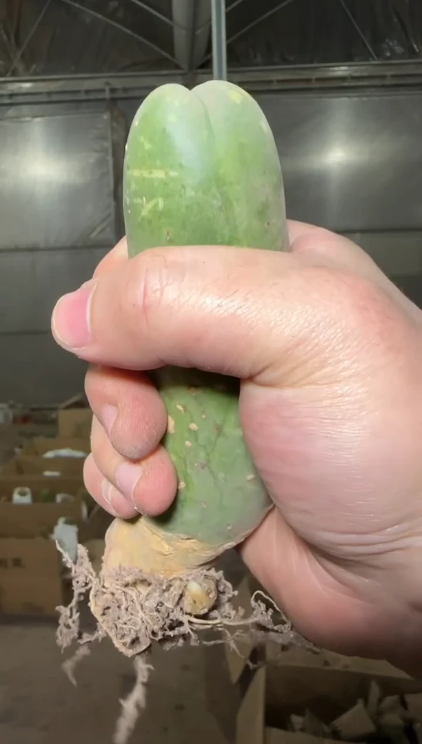 单头 程程柱【带根】