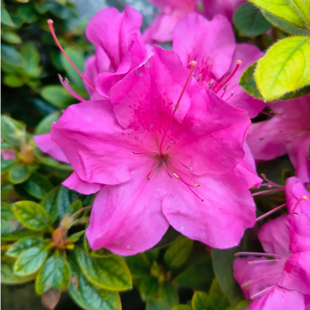 盛燕园艺【皇室】四季稀有品种杜鹃耐热耐寒带花苞高60cm冠幅90cm