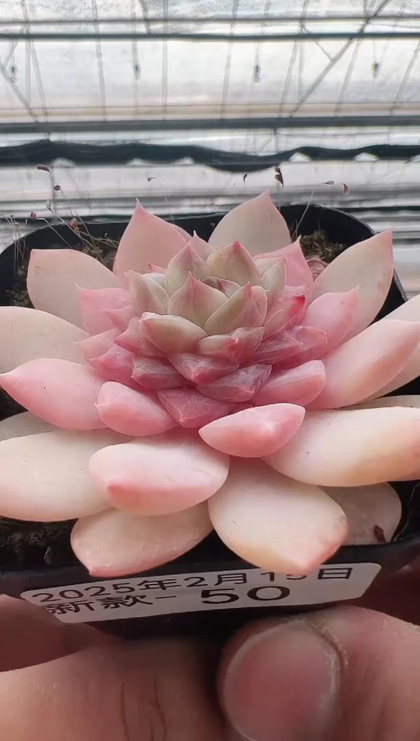 【闪购商品】新款多肉-50