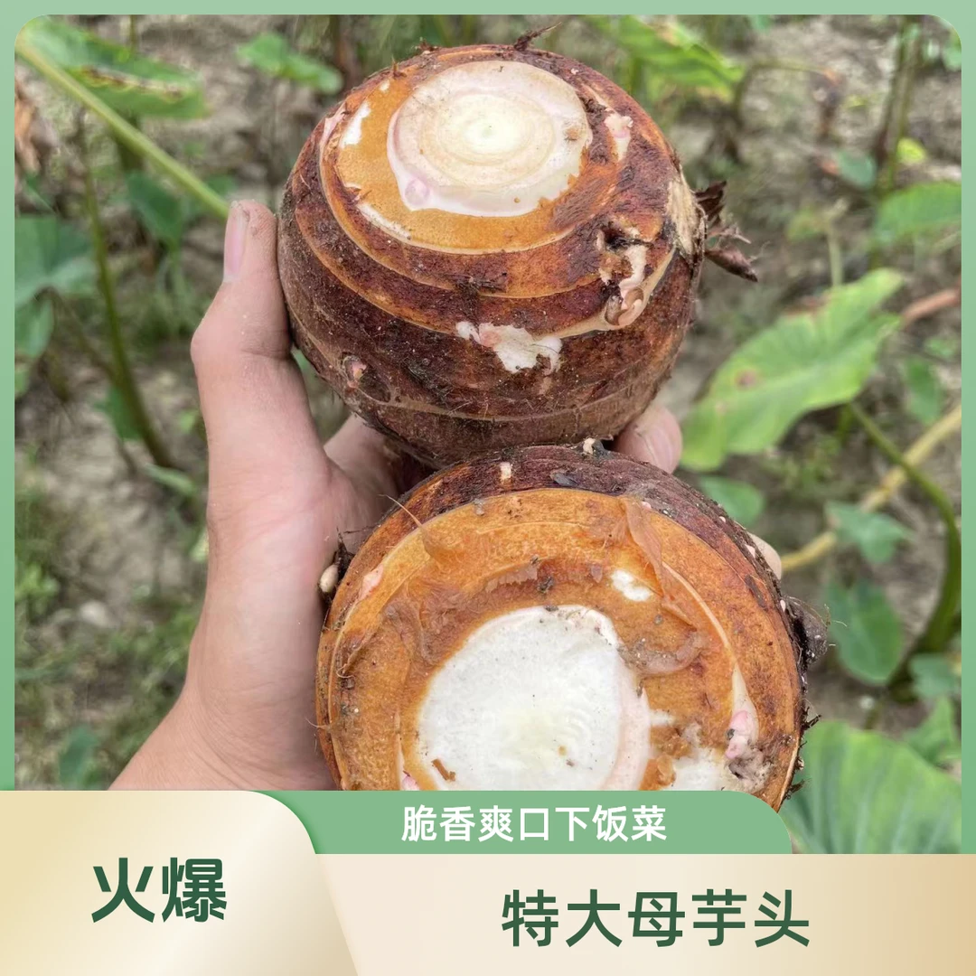 大芋头（单个半斤左右）炒菜煲汤炖肉必吃（粉面糯）