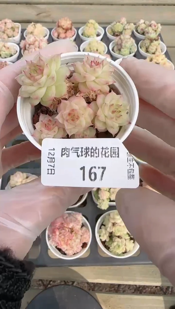 1207-167多肉群生不包整