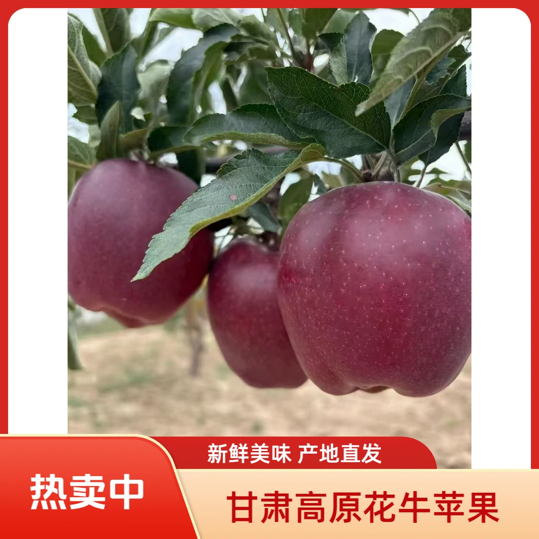 甘肃高原花牛苹果产地直发坏果包赔