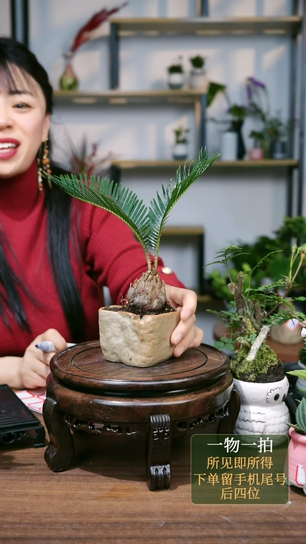 【闪购商品】58--6364铁树石头2杆小