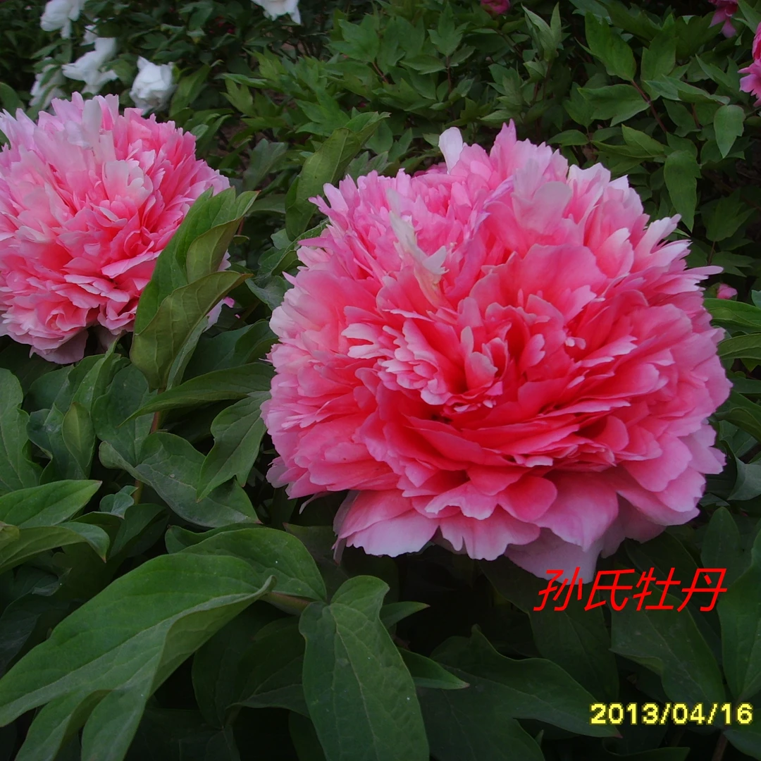 炎黄牡丹 [仙桃】 先发肥料 秋季发苗