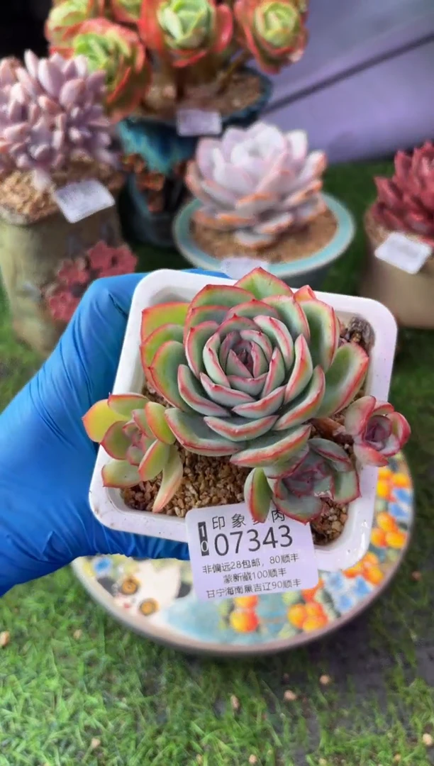 昆明印象多肉07343