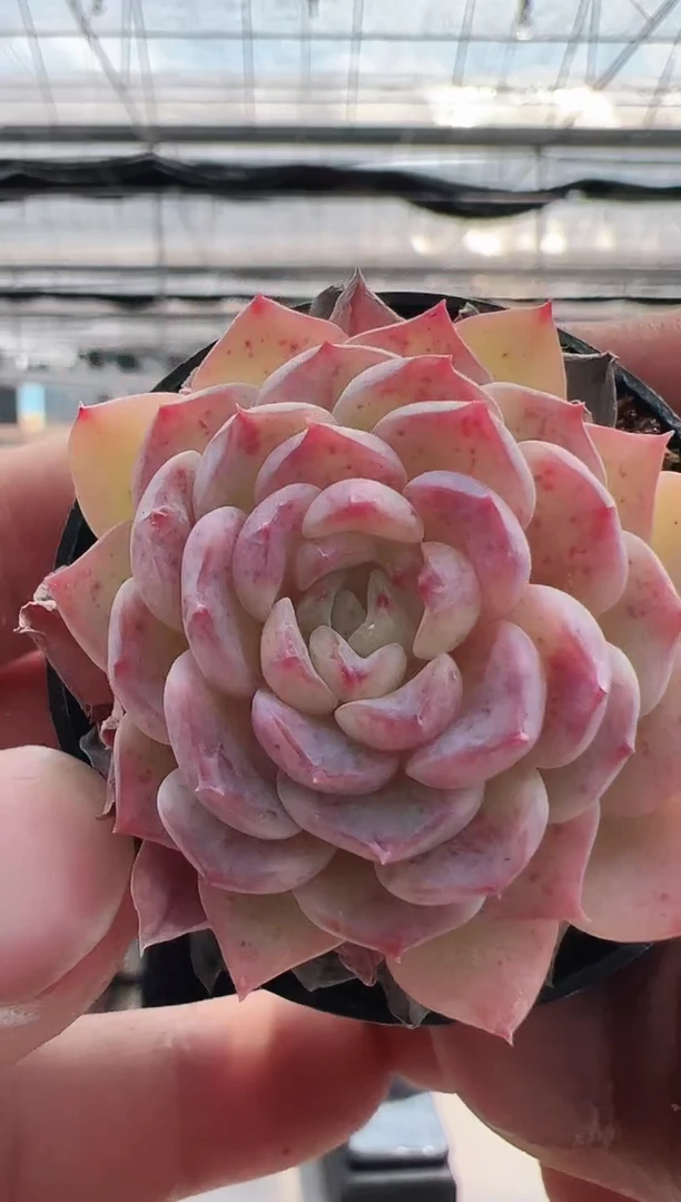 【闪购商品】新款多肉-33