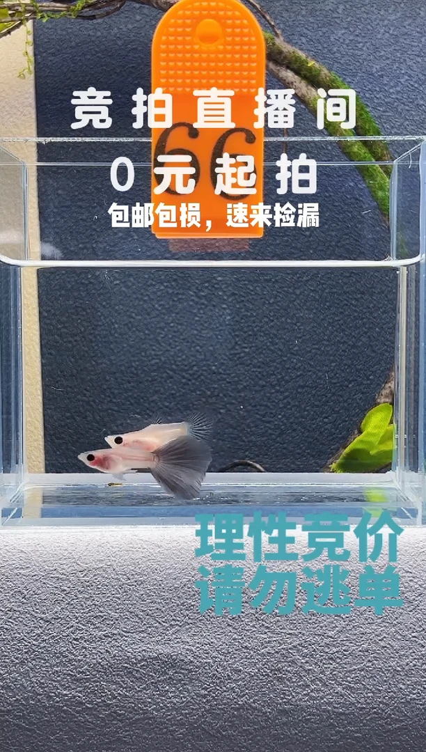 孔雀鱼超透蓝礼服带胎种鱼编号66