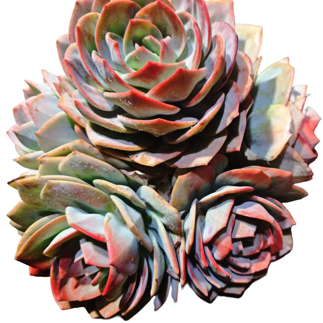 精品多肉植物 多头血凤