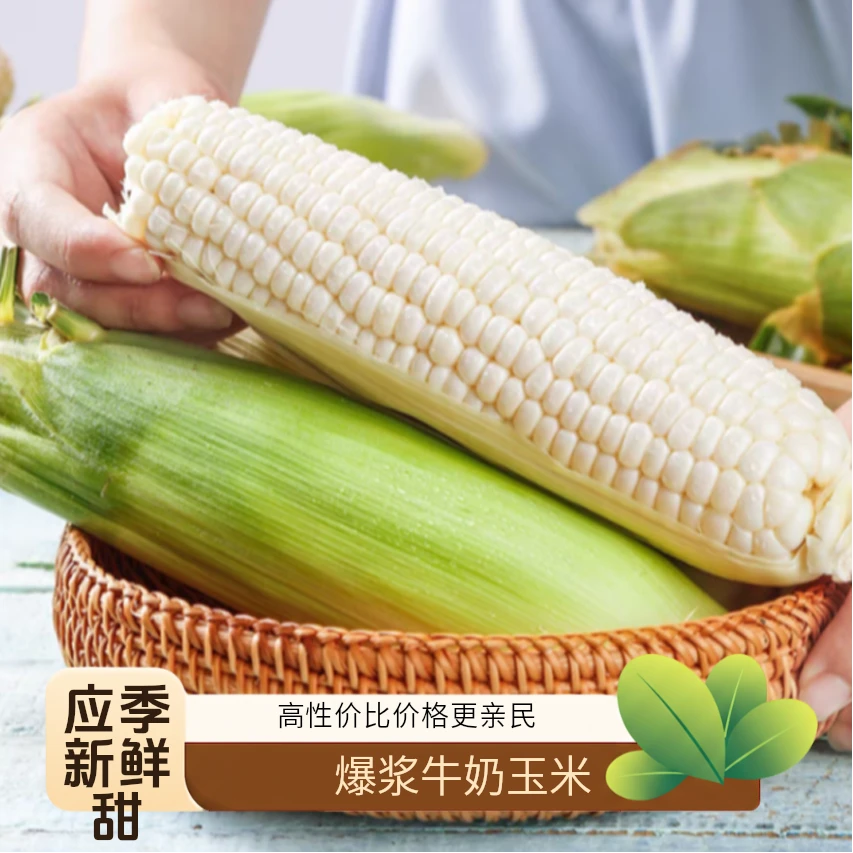 爆浆牛奶玉米新鲜奶香东北水果玉米甜糯甜糯玉米黑玉米玉米棒粘糯