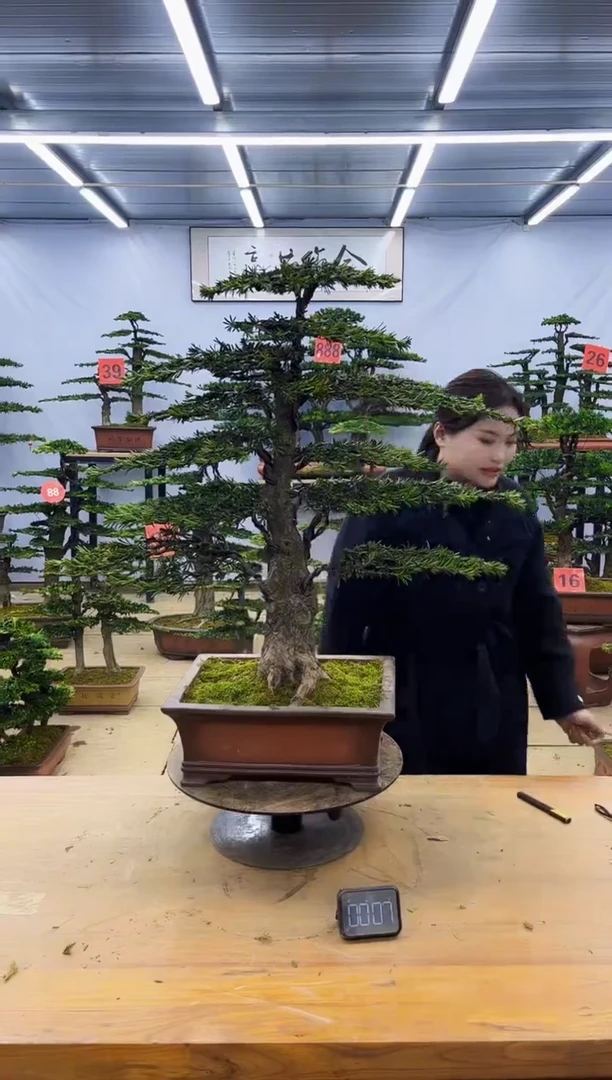 【闪购商品】高端盆景一物一拍，所见即所得