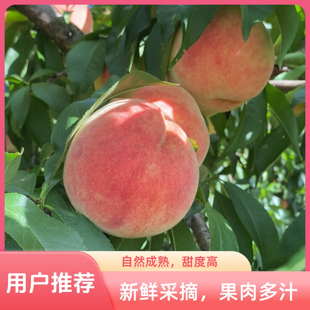 脆桃现摘鲜甜多汁当季应季水果