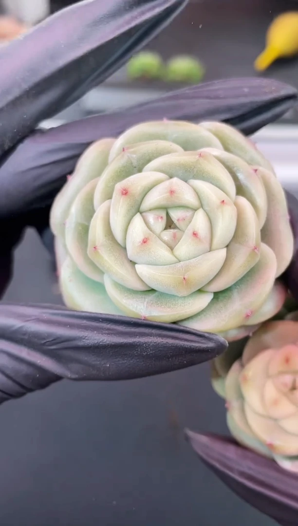 闪购1152  翡冷翠多肉一颗  4-5厘米