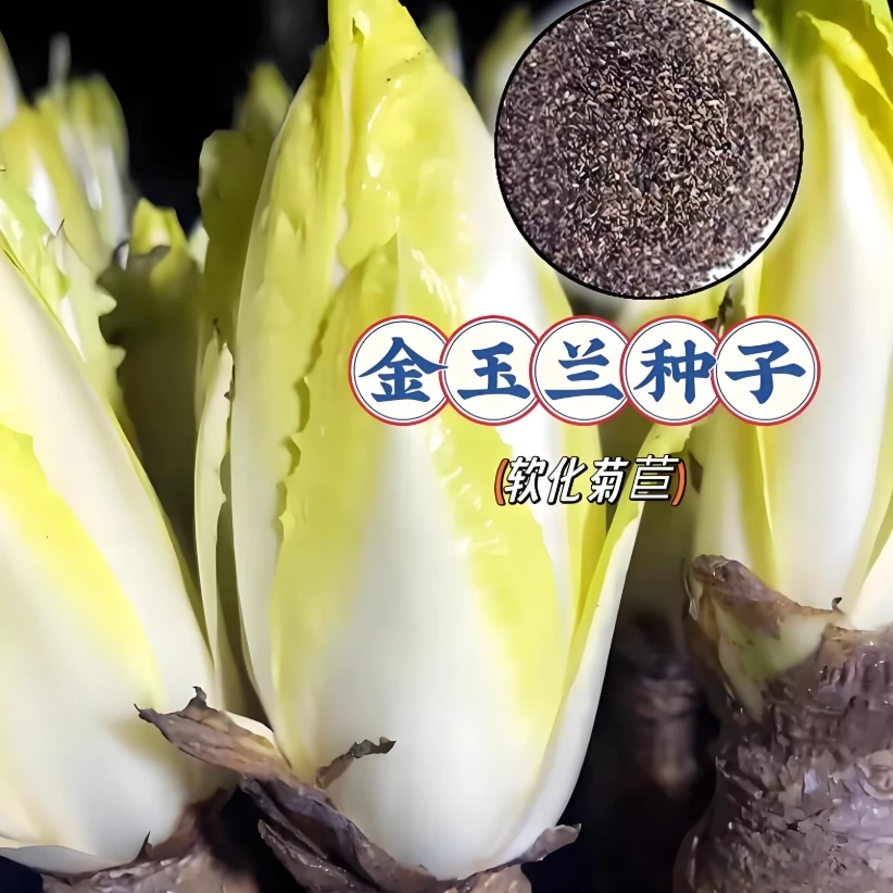 【金玉兰菊苣种子】家庭种植耐寒耐热阳台花盆小院种植