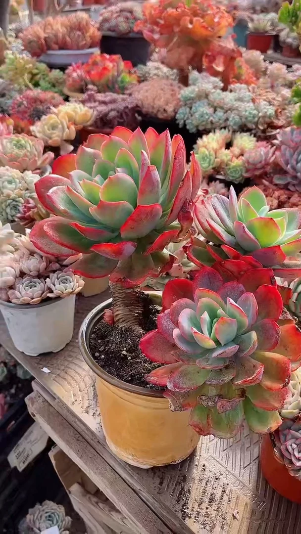 【闪购商品】18333