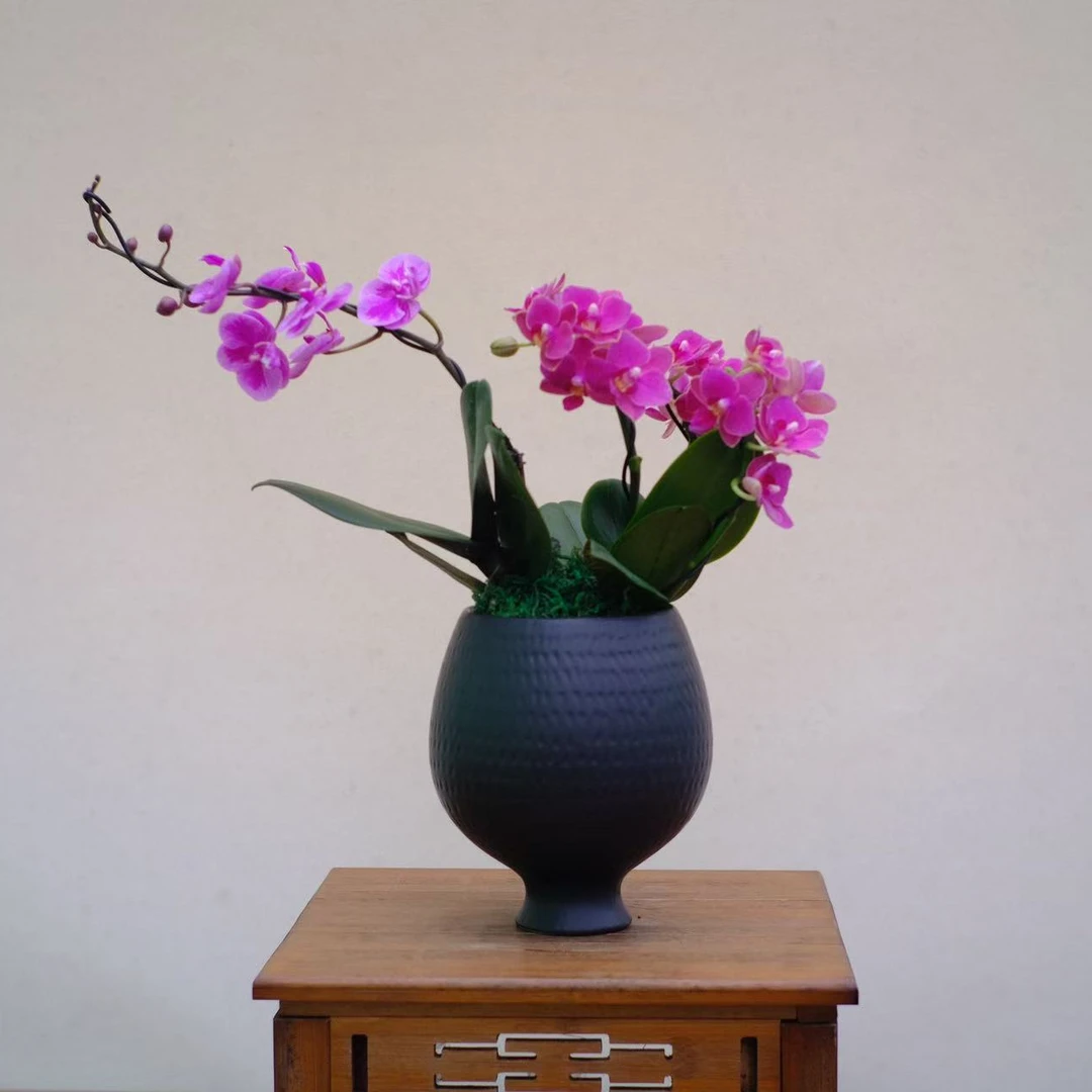 【红鸟】—蝴蝶兰 年宵花佳品