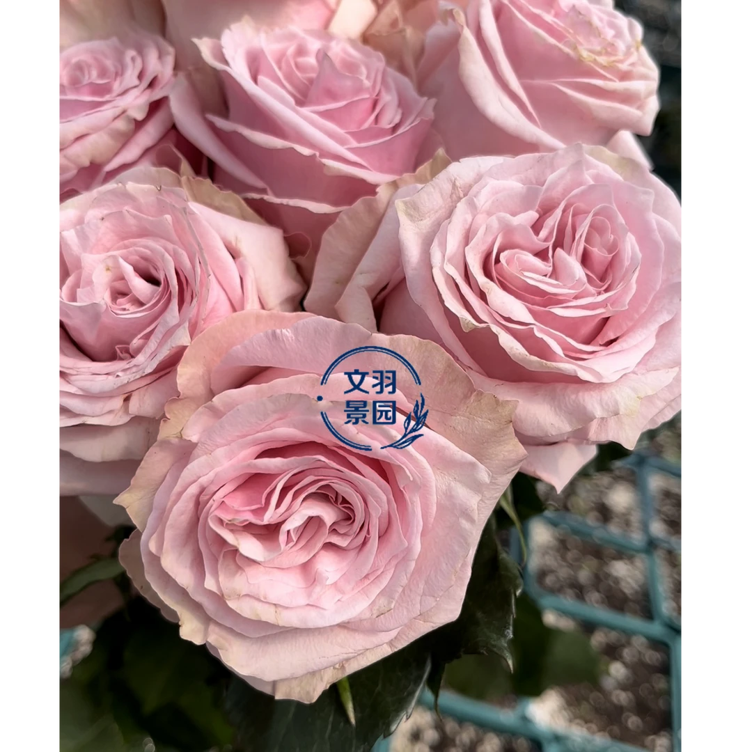 文羽景园【宝贝】切花月季多季节重复开花