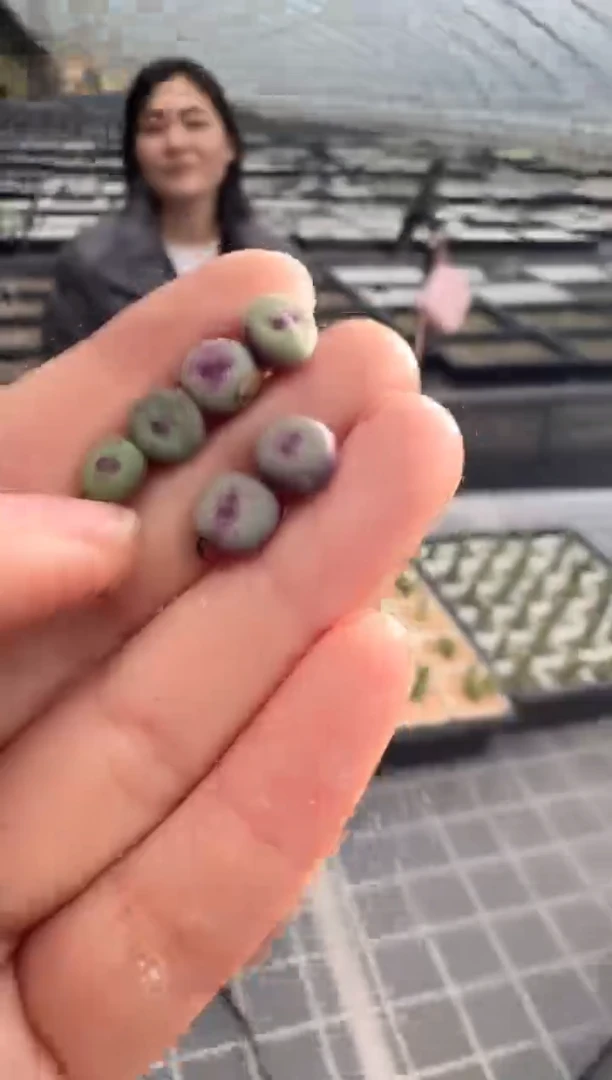123多肉植物肉锥红嘴一颗