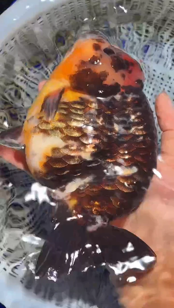 金鱼（运费自理，马印灯照射）福州追鱼兰寿金鱼