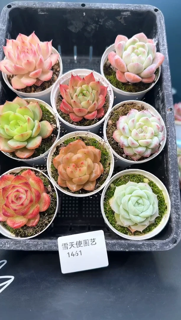 14  61   多肉8 颗