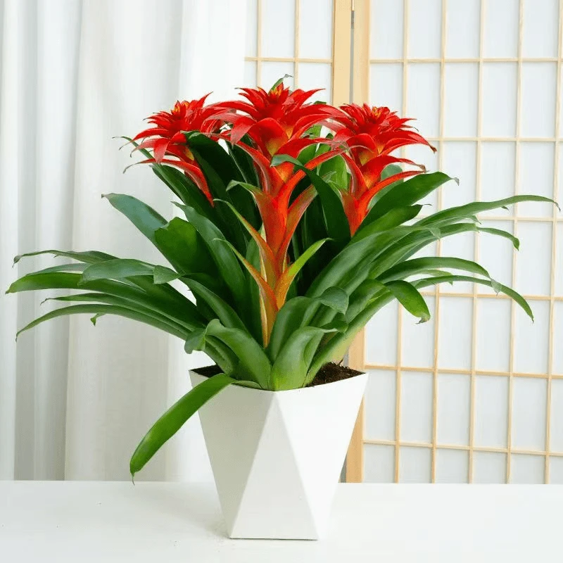 【植悟生活】三颗大红星鸿运当头盆栽植物花卉室内开业好养绿植