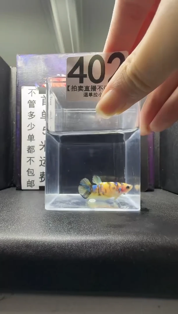 斗鱼母鱼编号：402