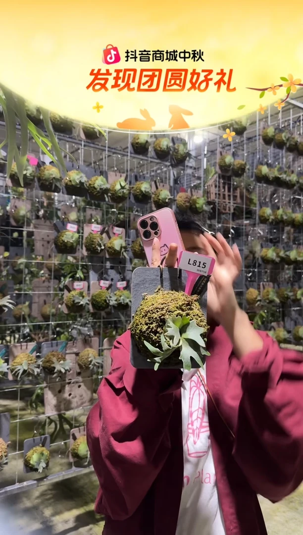 不开花植物L815-细菌孢子苗