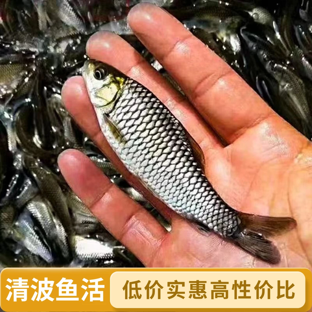 清波鱼正宗青波中华倒刺鲃观赏鱼食用均可宠物鱼