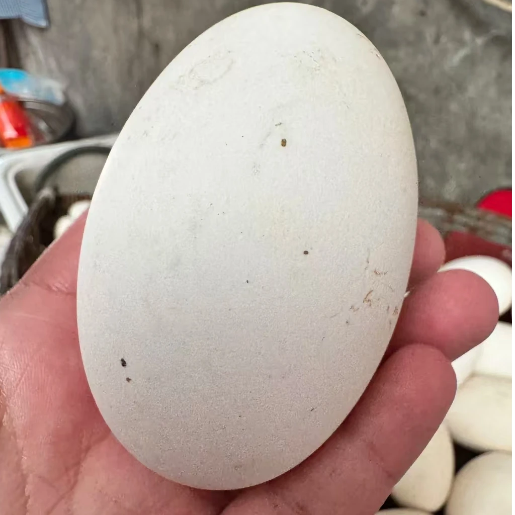 大鹅蛋正宗土鹅蛋孕妇农家散养谷物喂养大鹅蛋林下散养正宗土鹅蛋