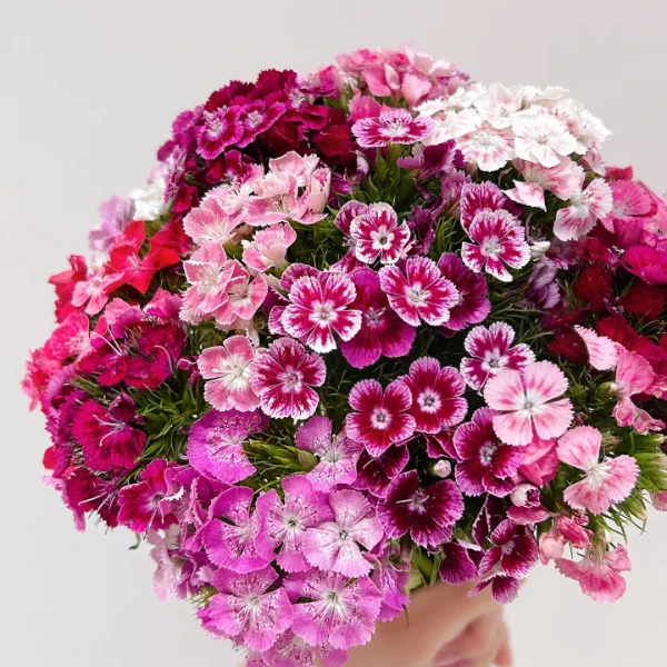 【秦小胖】相思梅 零碎小花 主播推荐（注意：特殊花材  收到醒花）