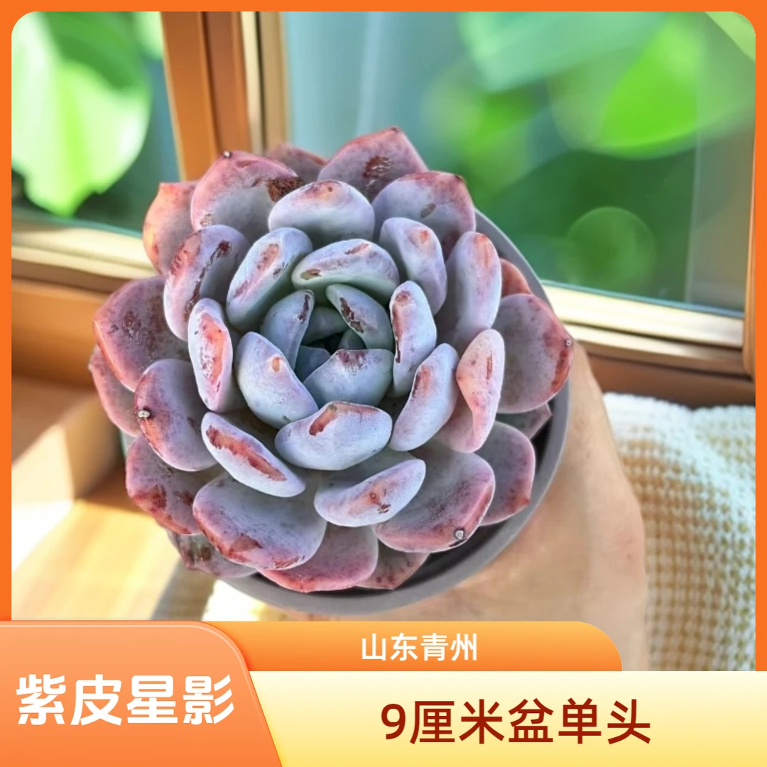 精品紫皮星影9厘米盆老桩多肉