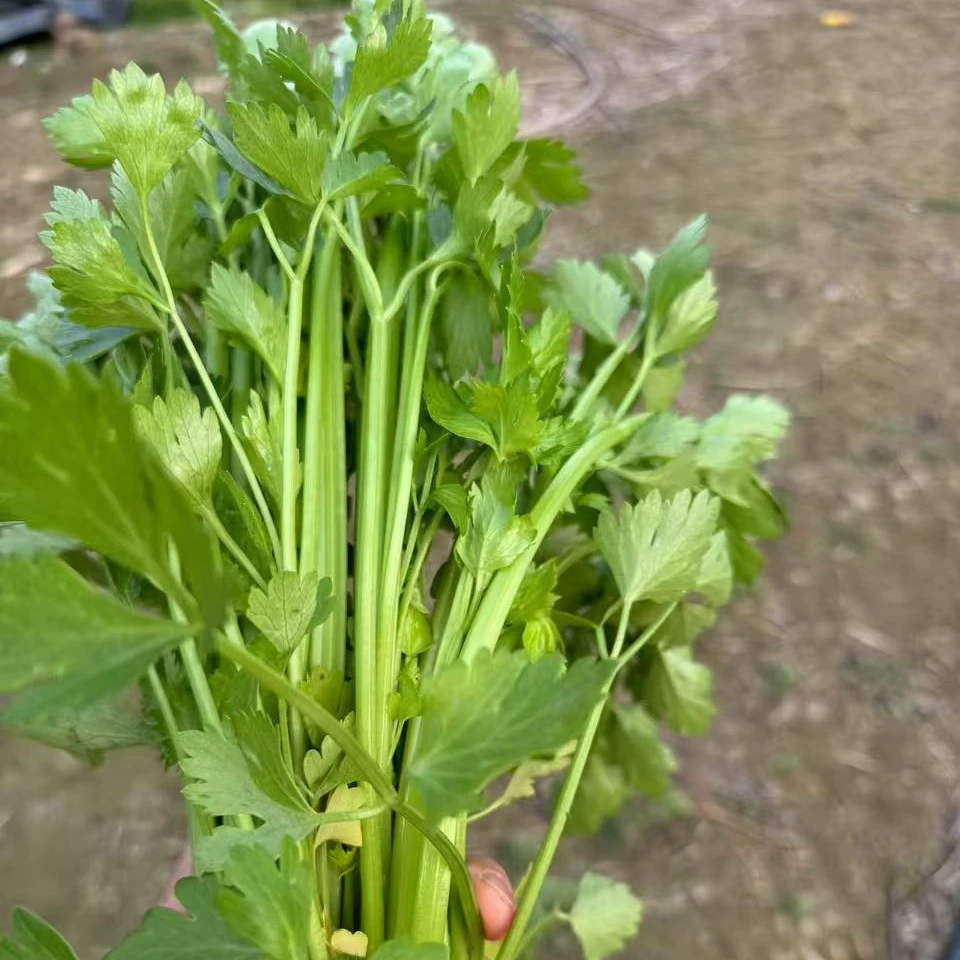 体验装【小香芹】香嫩好吃农家现采