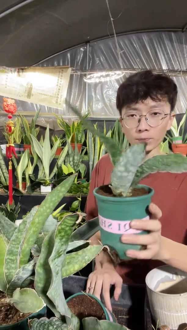龙王带盆土58....