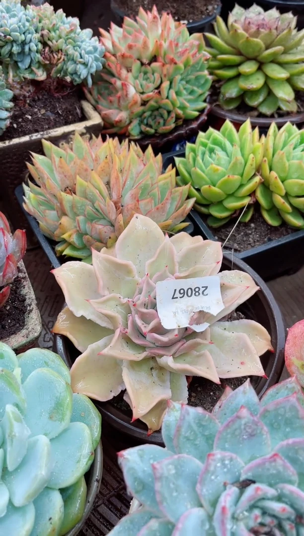 花*28068多肉植物一物一拍