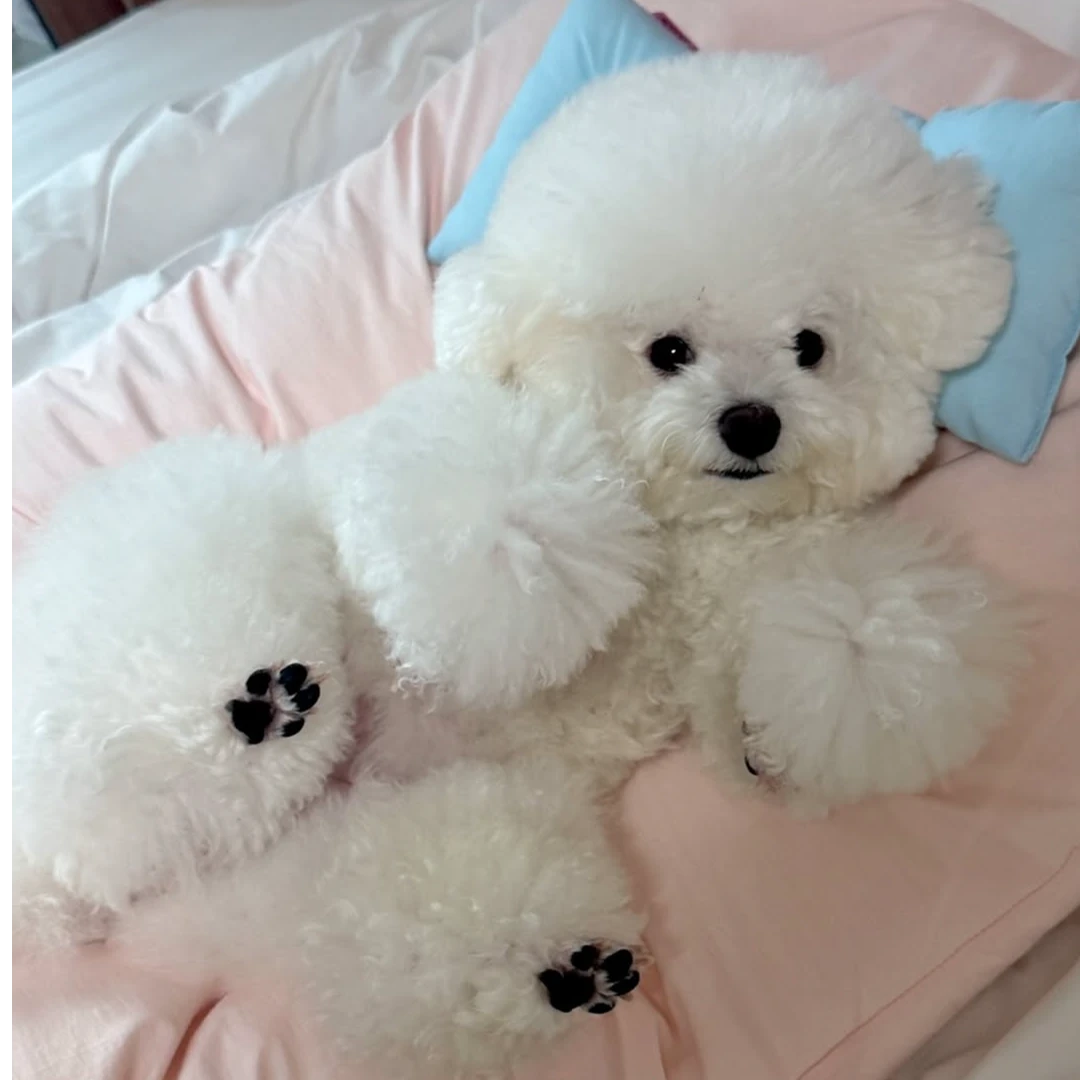 （直播间专属）茶杯小体比熊泰迪博美可爱宠物幼犬