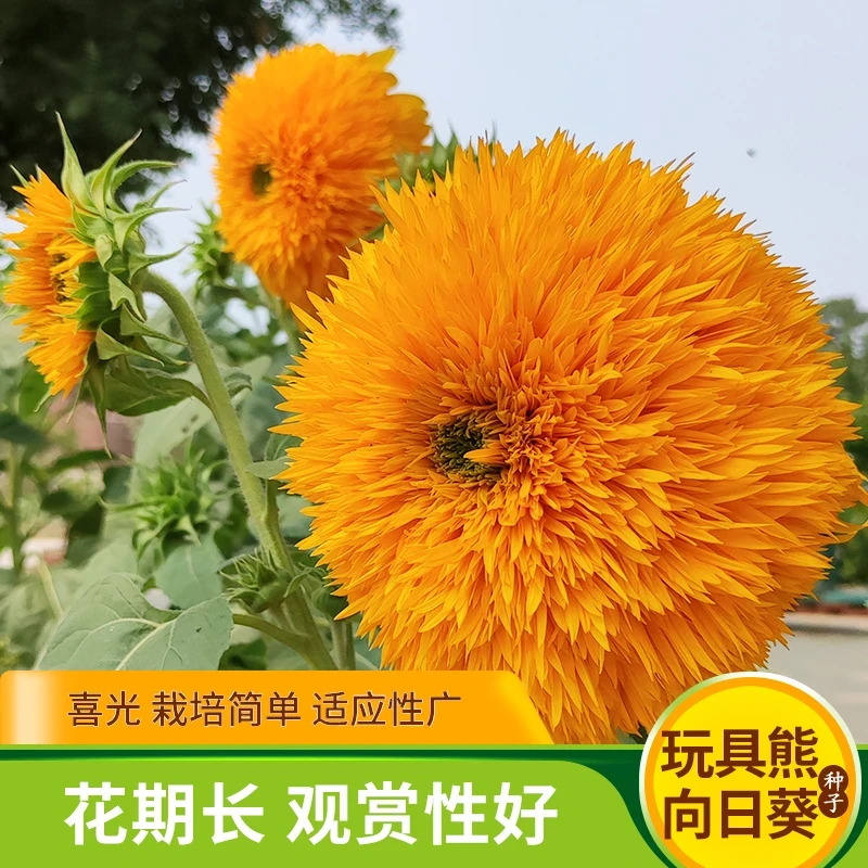 玩具熊向日葵种子籽重瓣太阳花四季易种室内盆栽室外庭院花卉种籽