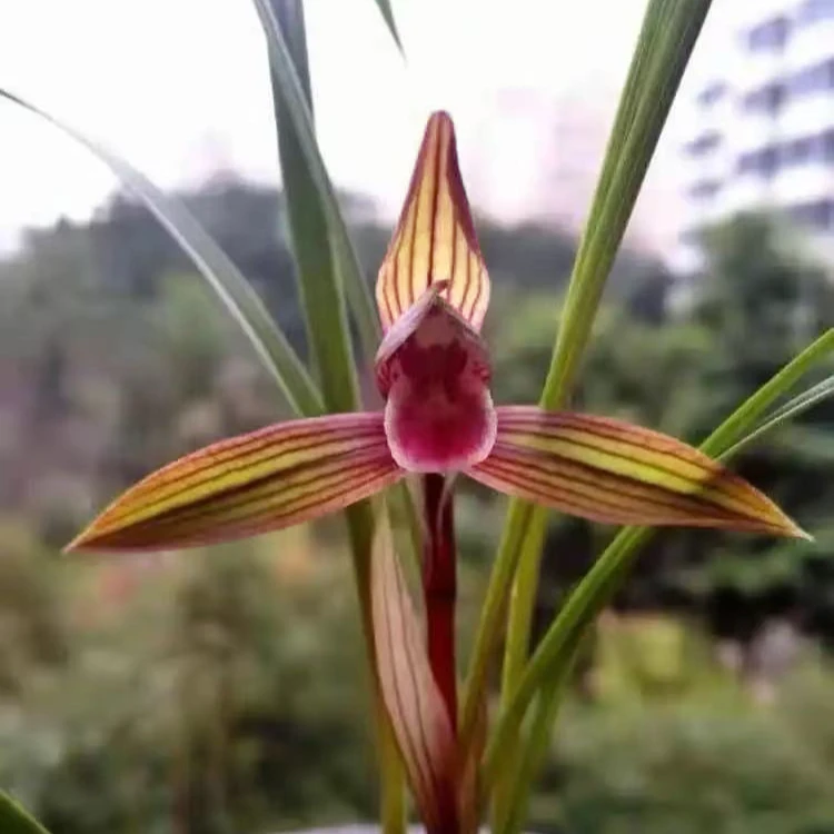 赵鹏推荐--古蔺红素