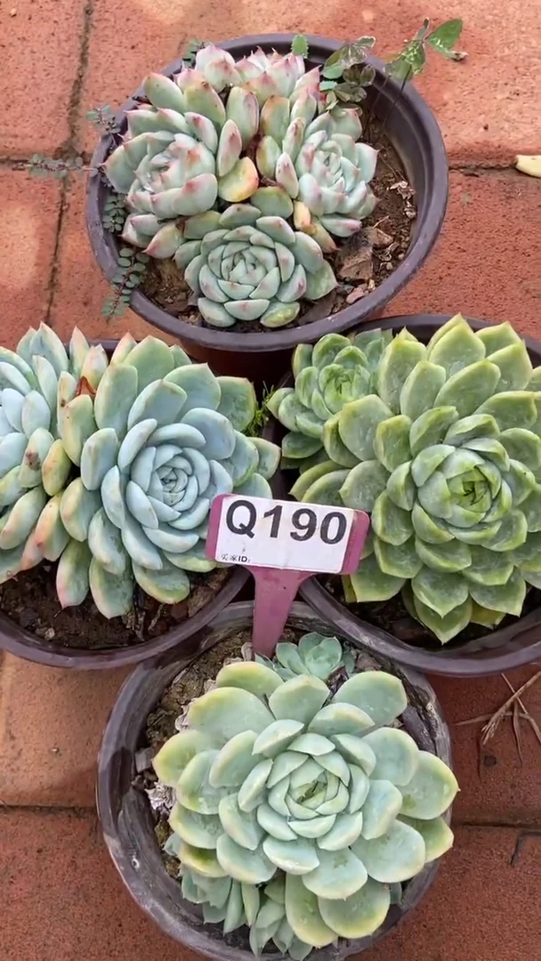 Q190多肉组合默认脱土发货