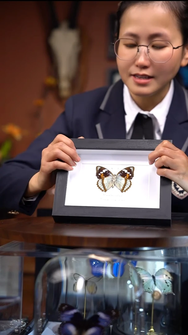 Q33   白斑迷蛱蝶   一图一物    拍下不退不换