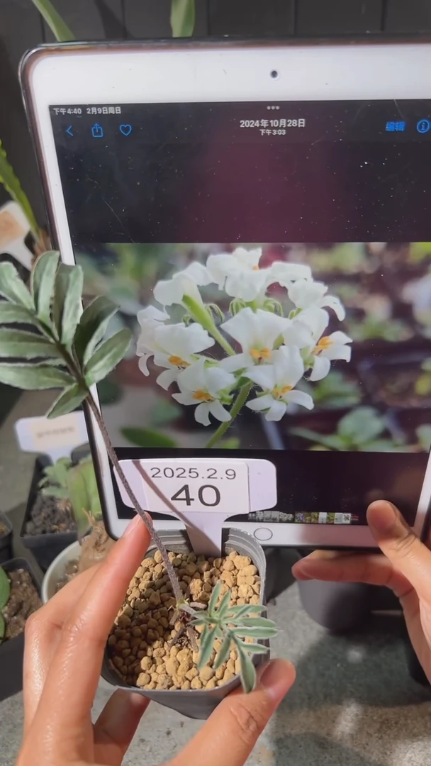 【闪购商品】甜堇洋葵 2.9.40