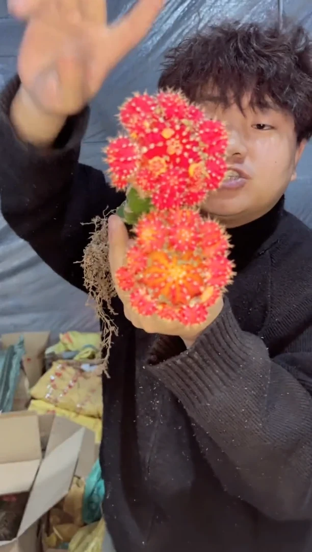 【闪购商品】2颗 大橙红彩带【嫁接】