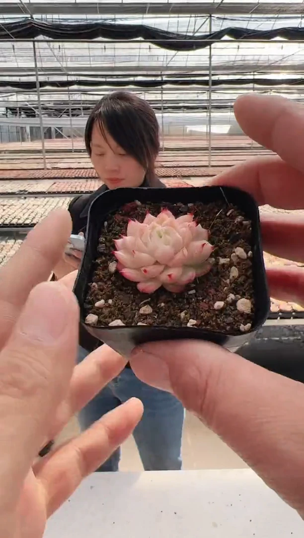 【闪购商品】新款多肉-60