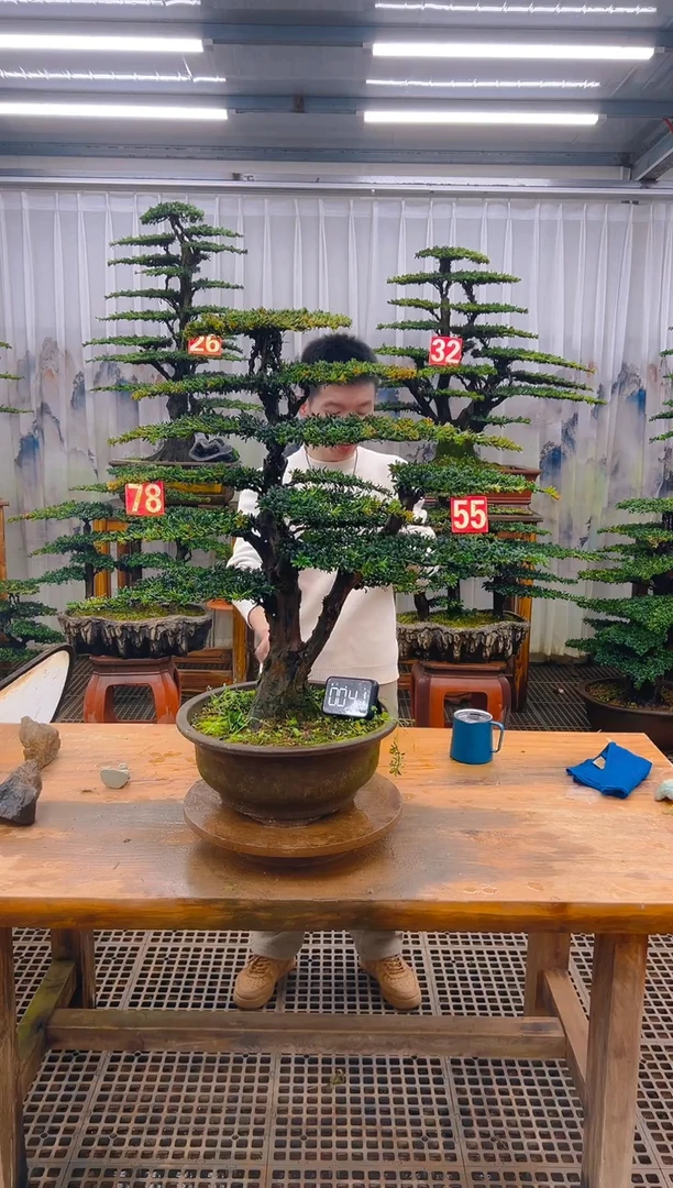 无花朵精品盆景直播间一物一拍