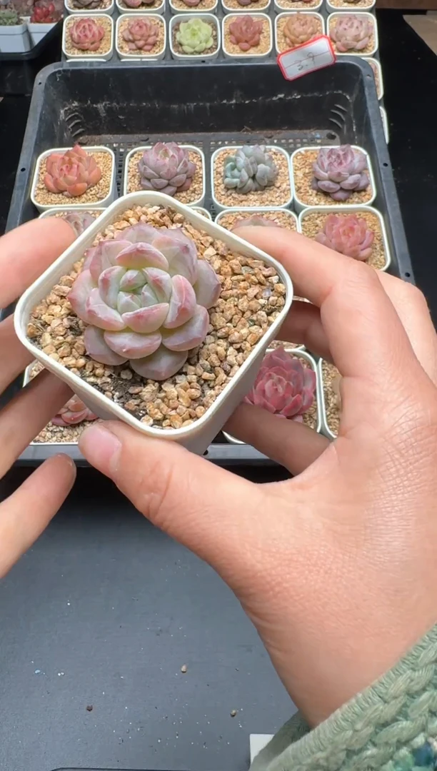 【闪购商品】026号 珍妮杂交多肉 花卉植物