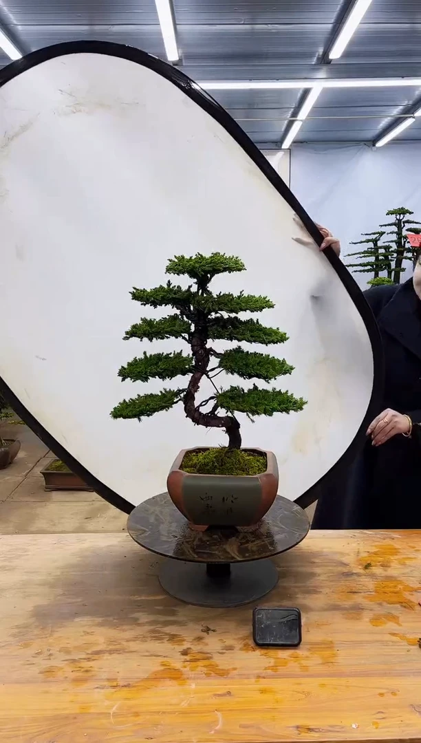 【闪购商品】高端盆景一物一拍，所见即所得