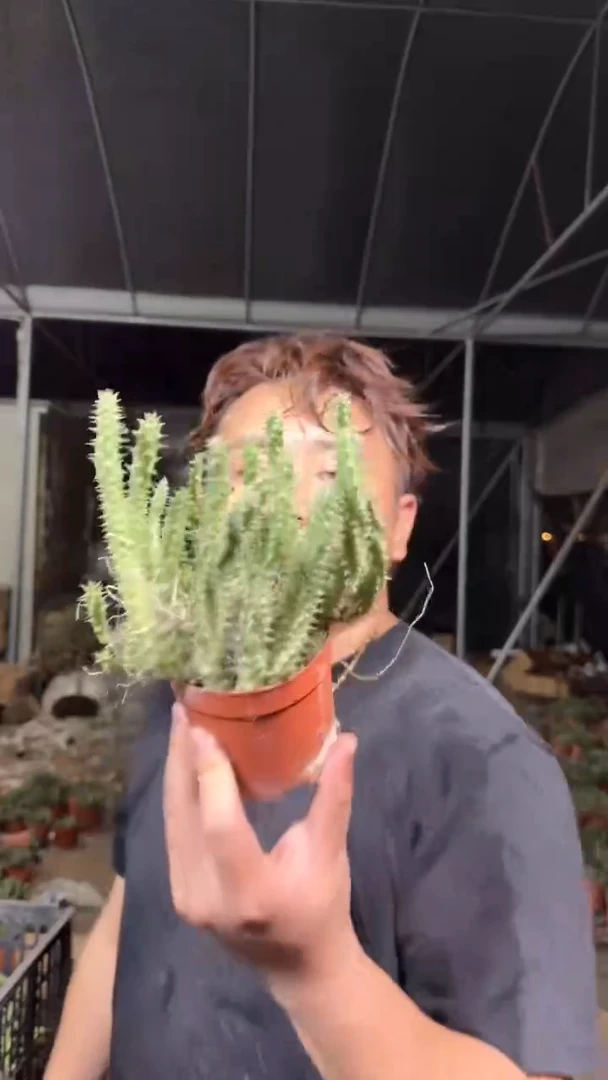 3颗 姬龙角【带根】