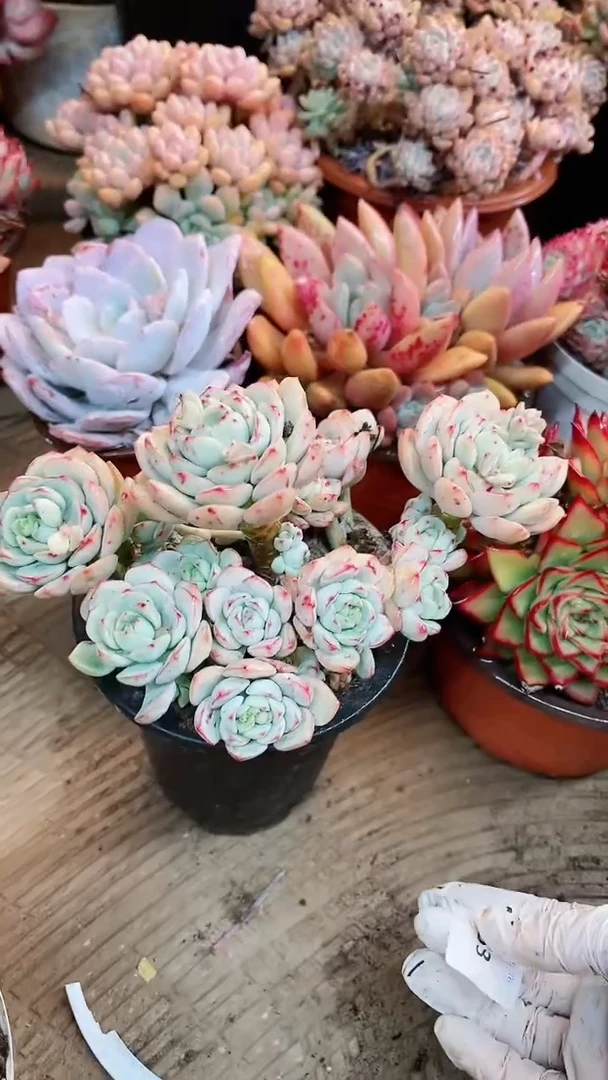 【闪购商品】16053